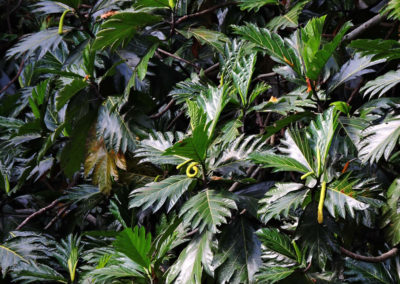 La naturaleza distintiva de Izcaragua es su vegetación