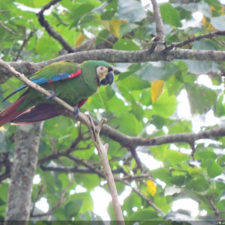 La naturaleza distintiva de Izcaragua es su vegetación