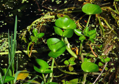 La naturaleza distintiva de Izcaragua es su vegetación