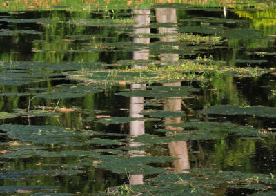 La naturaleza distintiva de Izcaragua es su vegetación