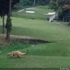La naturaleza distintiva de Izcaragua es su vegetación