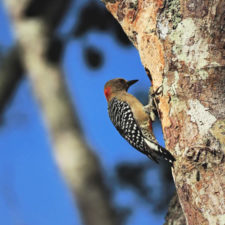 La naturaleza distintiva de Izcaragua es su vegetación