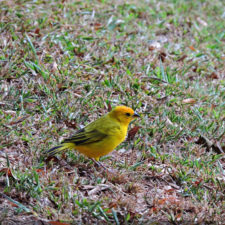 La naturaleza distintiva de Izcaragua es su vegetación