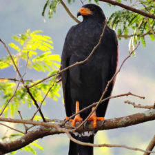 La naturaleza distintiva de Izcaragua es su vegetación