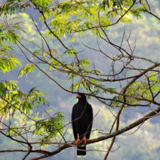 La naturaleza distintiva de Izcaragua es su vegetación