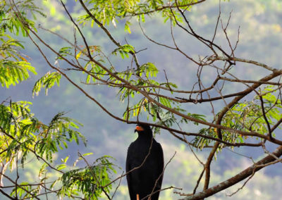 La naturaleza distintiva de Izcaragua es su vegetación