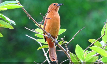 La naturaleza distintiva de Izcaragua es su vegetación