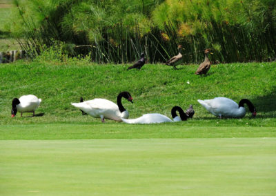 Galería de fotos, Latin America Amateur Championship 2018 día domingo