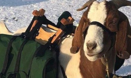 Nuevo campo de golf ubicado en Oregon utilizará cabras como caddies a contar de julio