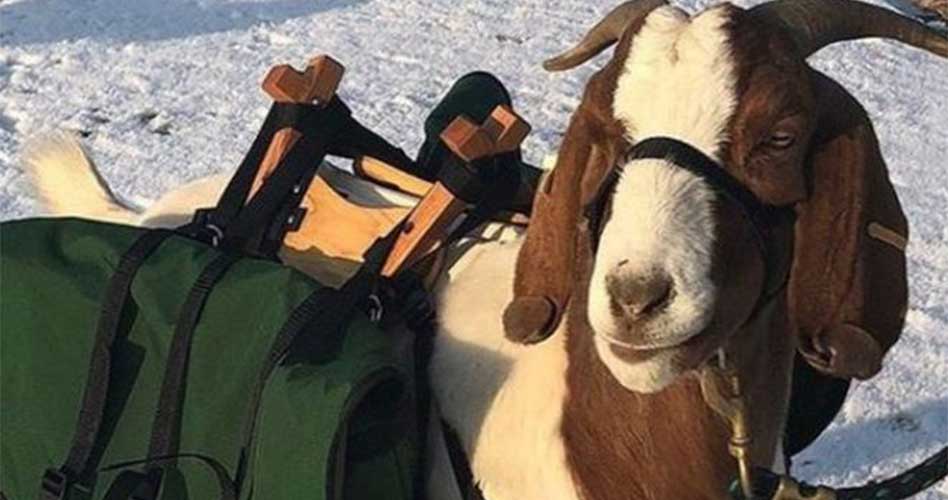 Nuevo campo de golf ubicado en Oregon utilizará cabras como caddies a contar de julio