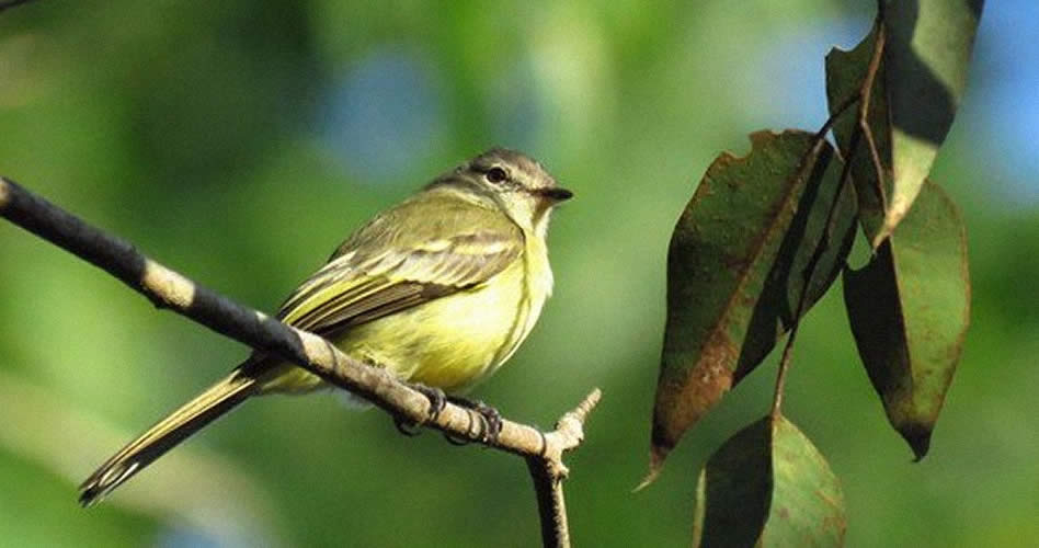 Proyectando el turismo: turistas que vuelan… tras las aves