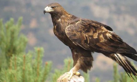 Entre Cielo y Tierra: “El Águila real y el Cóndor de Los Andes en Los Andes de Mérida, Venezuela”