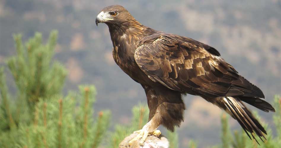 Entre Cielo y Tierra: “El Águila real y el Cóndor de Los Andes en Los Andes de Mérida, Venezuela”