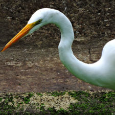 Galería de fotos Torneo FVG-VAGC, día domingo