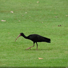 Galería de fotos Torneo FVG-VAGC, día domingo