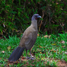 Galería de fotos Torneo FVG-VAGC, día domingo