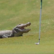 En imágenes: cocodrilos, protagonistas de las últimas semanas del PGA Tour