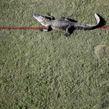 En imágenes: cocodrilos, protagonistas de las últimas semanas del PGA Tour