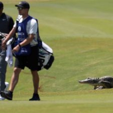 En imágenes: cocodrilos, protagonistas de las últimas semanas del PGA Tour