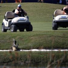 En imágenes: cocodrilos, protagonistas de las últimas semanas del PGA Tour