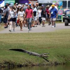 En imágenes: cocodrilos, protagonistas de las últimas semanas del PGA Tour