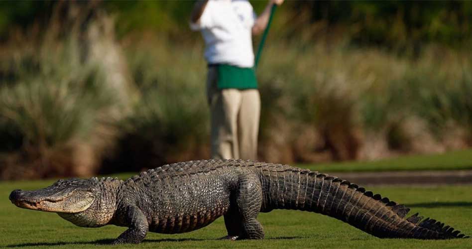 En imágenes: cocodrilos, protagonistas de las últimas semanas del PGA Tour