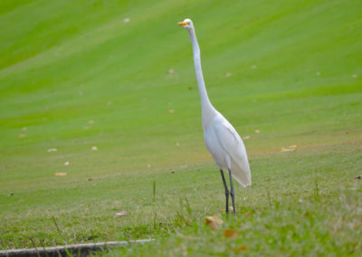 Galería, Valle Arriba Golf Club la terraza del Ávila