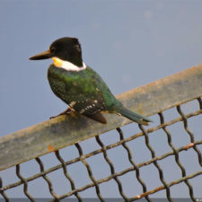 Galería segunda ronda 1er Abierto Sambil Juvenil