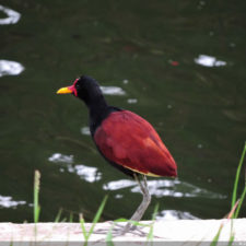 Galería segunda ronda 1er Abierto Sambil Juvenil