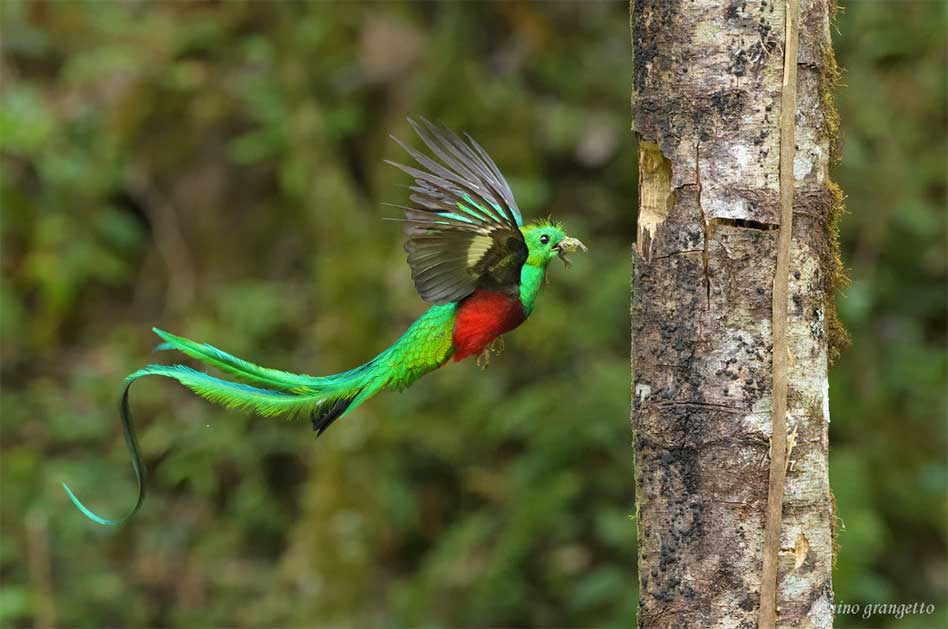 El Quetzal Resplandeciente Como Destino Turistico En Guatemala