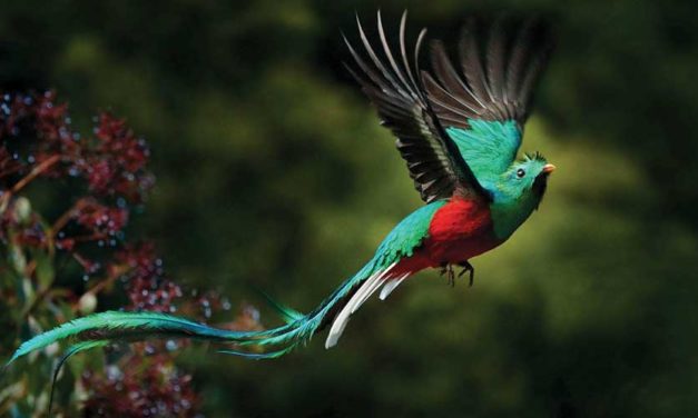 El “Quetzal Resplandeciente” como destino turístico en Guatemala