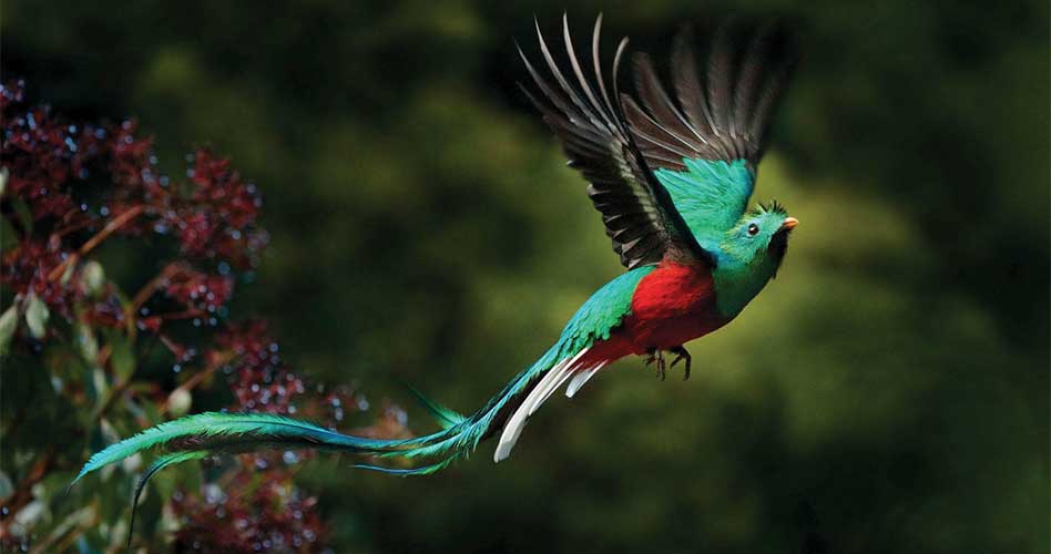 El “Quetzal Resplandeciente” como destino turístico en Guatemala