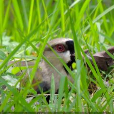 Galería The Green Carpet