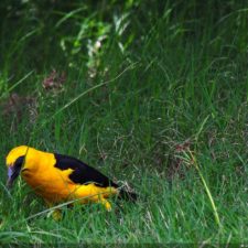 Galería The Green Carpet