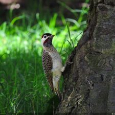 Galería The Green Carpet