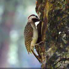 Galería The Green Carpet