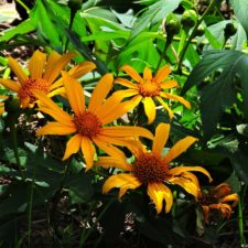 Galería The Green Carpet