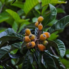 Galería The Green Carpet