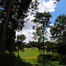 Galería The Green Carpet