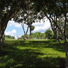 Galería The Green Carpet