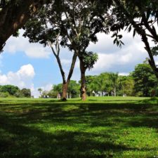 Galería The Green Carpet