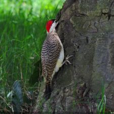Galería The Green Carpet