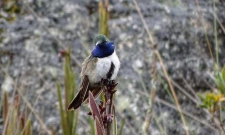 Nueva especie de colibrí “Cuello Azul” en peligro de extinción