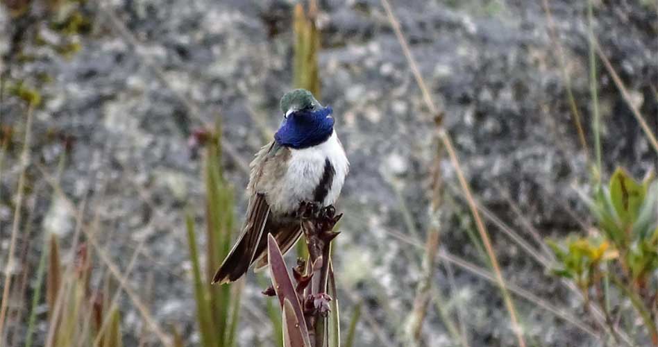 Nueva especie de colibrí “Cuello Azul” en peligro de extinción