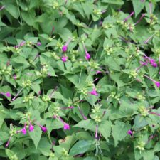 Galería XV Abierto Sambil, día sábado