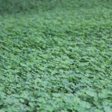 Galería XV Abierto Sambil, día sábado