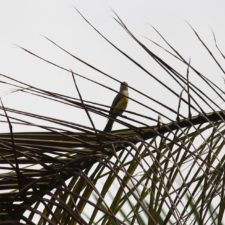 Galería XV Abierto Sambil, día miércoles