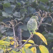 Galería, 2a Ronda II Abierto Sambil Juvenil