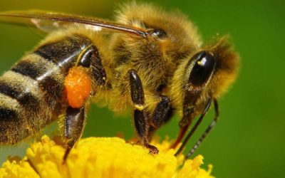 Protección de los polinizadores durante el uso de pesticidas