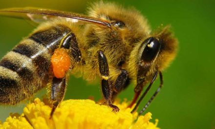 Protección de los polinizadores durante el uso de pesticidas